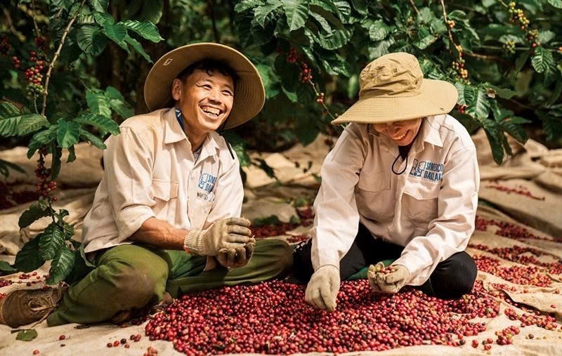 Giá cà phê đang chịu tác động từ nguồn cung-cầu.