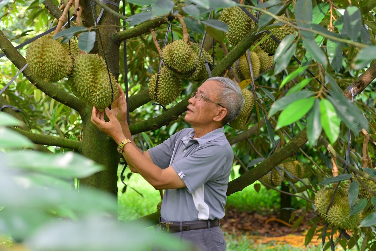 Sầu riêng"Đạ Huoai" đã được chú trọng phát triển.