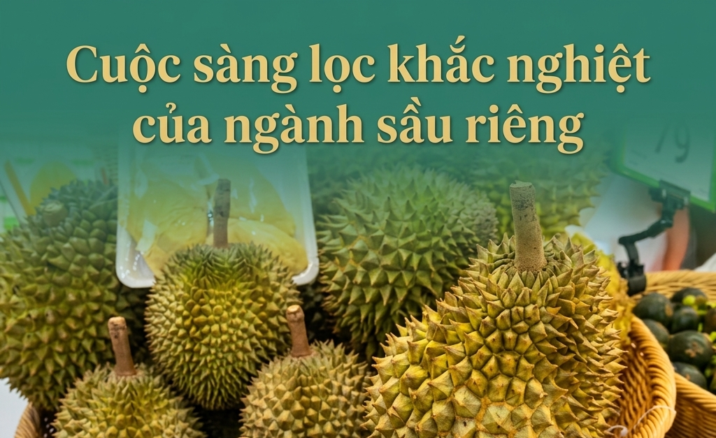 Cuộc sàng lọc khắc nghiệt của ngành sầu riêng: Chỉ tăng diện tích không còn đủ