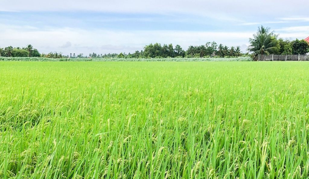Sản xuất lúa hữu cơ theo quy trình chuẩn, truy xuất nguồn gốc minh bạch là nền tảng để HTX Tấn Đạt gia tăng giá trị và nâng sức cạnh tranh của hạt gạo trên thị trường.