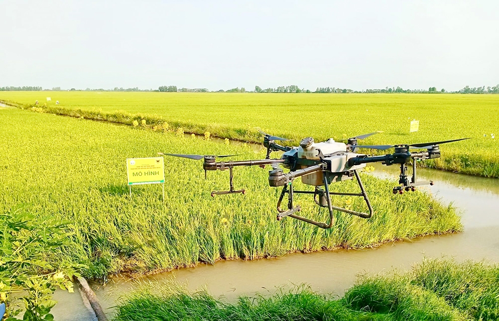 Ứng dụng khoa học công nghệ và chuyển đổi số đang giúp HTX Tấn Đạt nâng cao giá trị hạt gạo hữu cơ, đồng thời xây dựng thương hiệu và tài sản trí tuệ.
