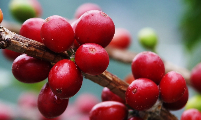 Giá cà phê áp sát mốc 95.000 đồng/kg sau phiên điều chỉnh mạnh từ sàn quốc tế