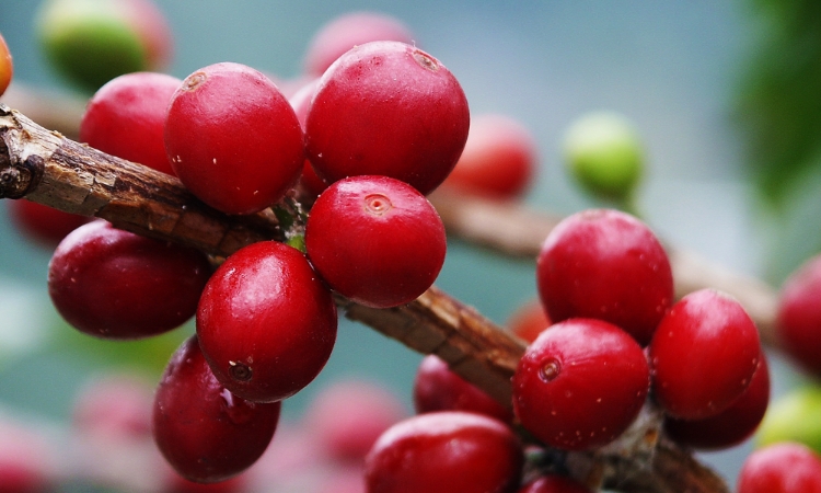 Giá cà phê áp sát mốc 95.000 đồng/kg sau phiên điều chỉnh mạnh từ sàn quốc tế