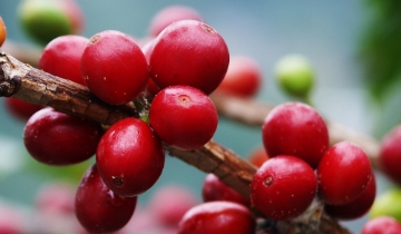 Giá cà phê áp sát mốc 95.000 đồng/kg sau phiên điều chỉnh mạnh từ sàn quốc tế