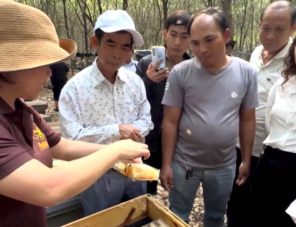 Đầu tư chất lượng, truy xuất nguồn gốc và bảo vệ nhãn hiệu giúp các HTX mật ong Gia Lai nâng uy tín, đồng thời hạn chế nguy cơ hàng giả, hàng nhái.