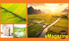 Từ cánh đồng lớn đến chuyện làm thương hiệu của HTX ở An Giang