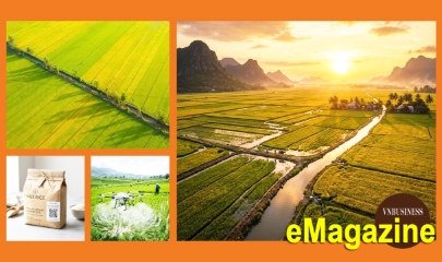 Từ cánh đồng lớn đến chuyện làm thương hiệu của HTX ở An Giang