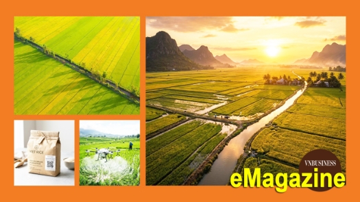 Từ cánh đồng lớn đến chuyện làm thương hiệu của HTX ở An Giang