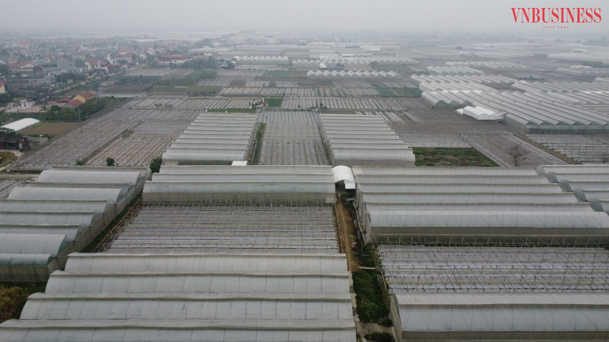 Điểm nổi bật của HTX là 65 ha hệ thống nhà màng, nhà lưới ứng dụng công nghệ cao; diện tích còn lại được sản xuất theo tiêu chuẩn VietGAP.