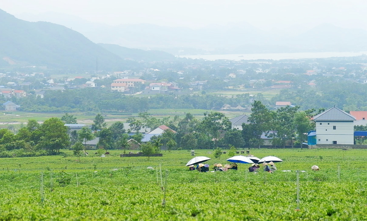 HTX thúc đẩy chuyển đổi nông nghiệp ở Vạn Phú