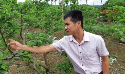 Quy vùng sản xuất và áp dụng khoa học kỹ thuật đem lại giá trị cao cho nông sản.