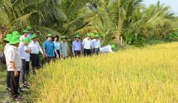 Khi HTX Gò Gòn đưa sở hữu trí tuệ và ‘hồ sơ số’ vào từng hạt gạo