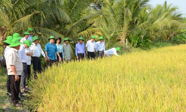 Khi HTX Gò Gòn đưa sở hữu trí tuệ và ‘hồ sơ số’ vào từng hạt gạo