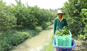 Cởi trói chính sách đất đai: Bệ đỡ để HTX dẫn dắt nông nghiệp quy mô lớn