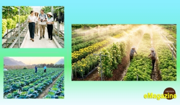 HTX liên kết sản xuất, mở đường kiếm bộn tiền cho nông dân