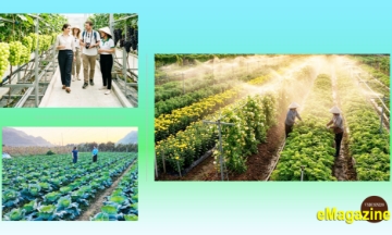 HTX liên kết sản xuất, mở đường kiếm bộn tiền cho nông dân