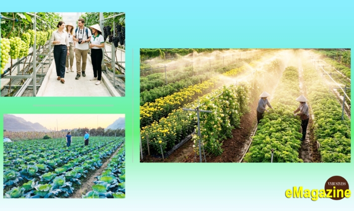 HTX liên kết sản xuất, mở đường kiếm bộn tiền cho nông dân