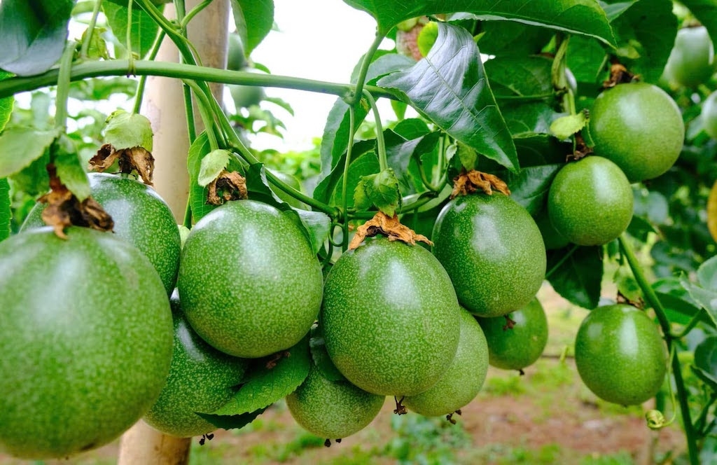 Những trái chanh dây đạt tiêu chuẩn chất lượng là nền tảng để HTX đầu tư chế biến sâu, phát triển thương hiệu và xây dựng văn hóa sở hữu trí tuệ, gia tăng giá trị nông sản.