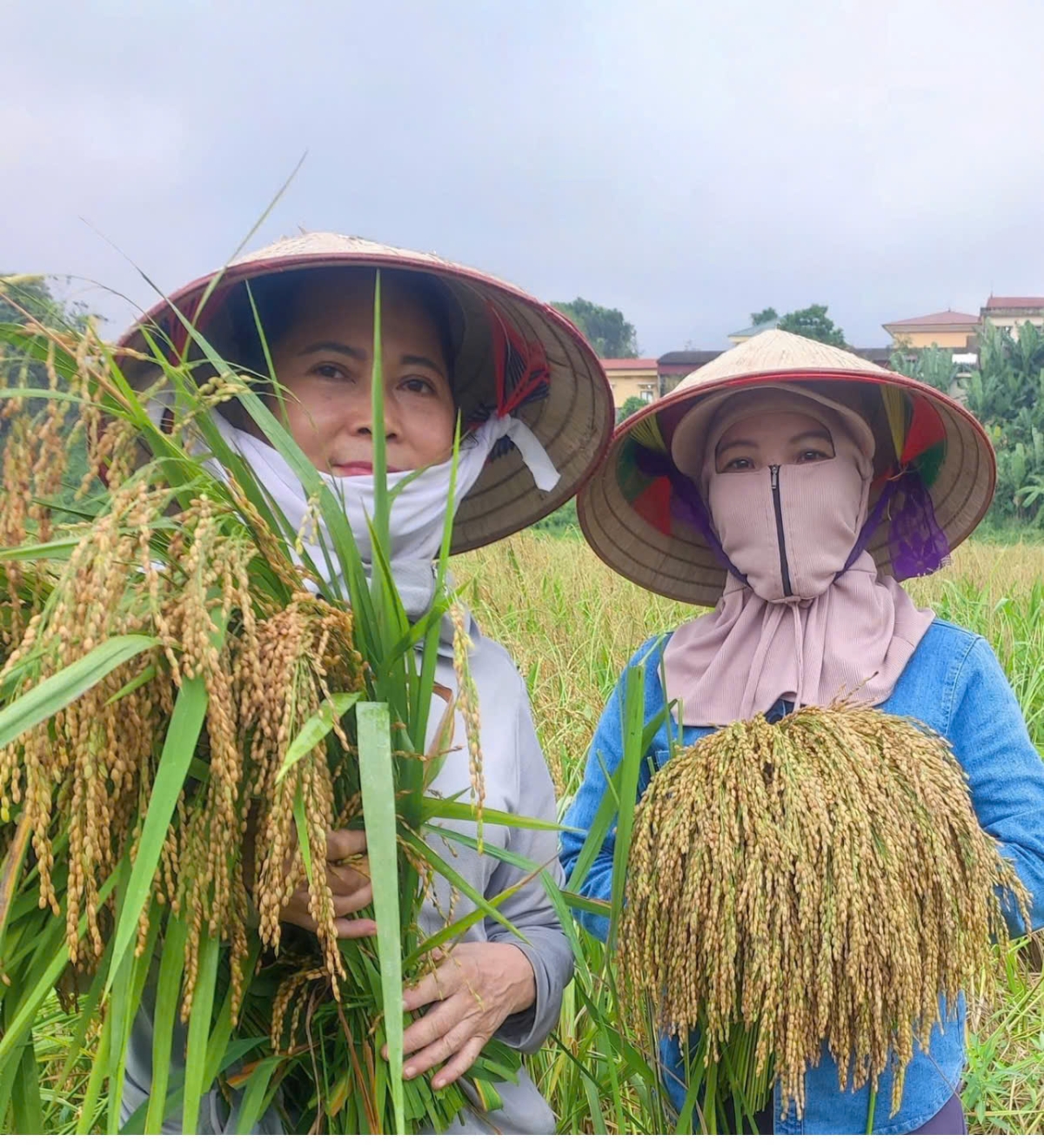 Gạo nếp Gà Gáy Mỹ Lung là đặc sẳn tại Phú Thọ