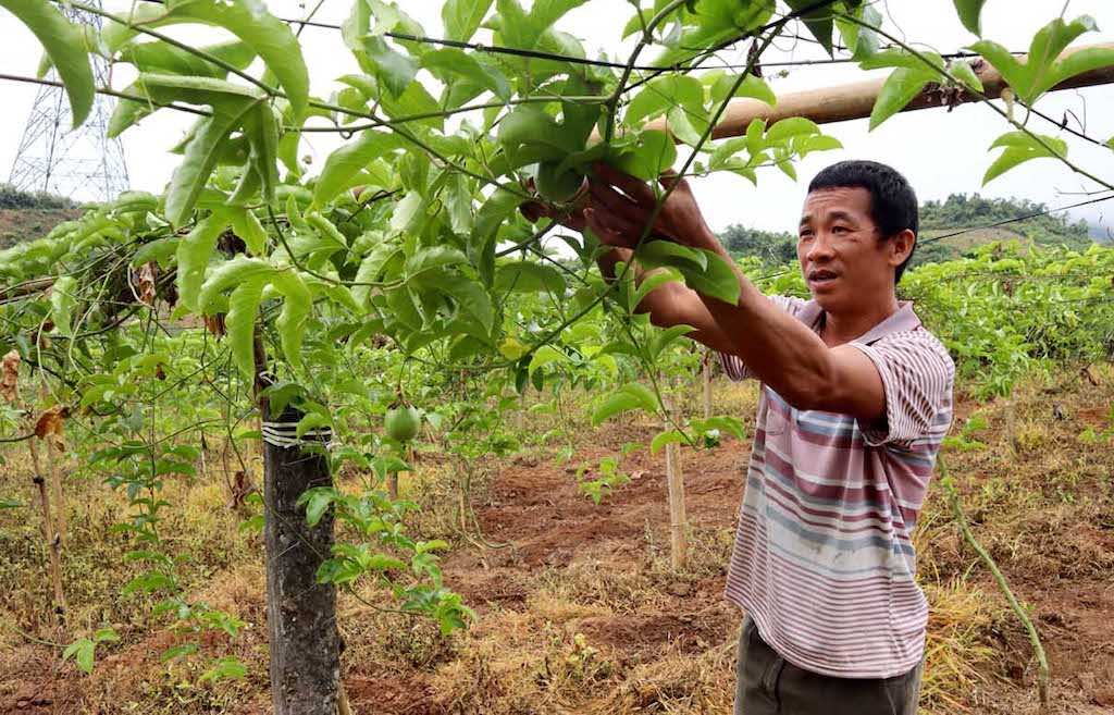 Nông dân ở vùng cao Hra cùng HTX chăm sóc vườn chanh dây theo quy trình tiêu chuẩn, tạo nền tảng để phát triển thương hiệu, tài sản sở hữu trí tuệ và gia tăng giá trị nông sản.