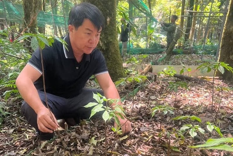 Thành viên HTX Sâm và Dược liệu Ngọc Linh chăm sóc vườn sâm dưới tán rừng. Chuẩn hóa vùng trồng, truy xuất nguồn gốc và bảo hộ sở hữu trí tuệ đang góp phần nâng cao giá trị sâm Ngọc Linh.