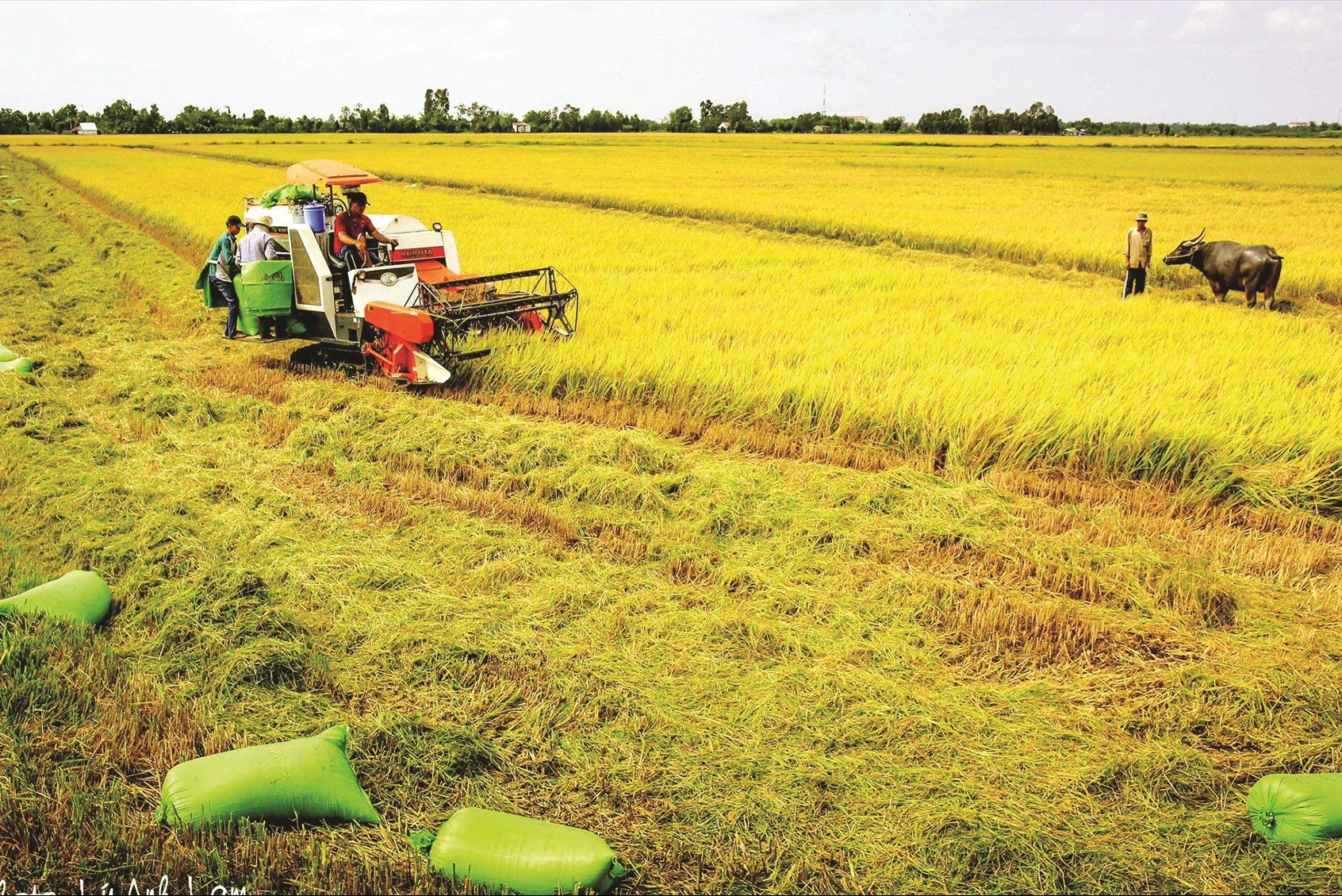 Nông dân Khmer hạnh phúc thu hoạch lúa cùng máy móc hiện đại