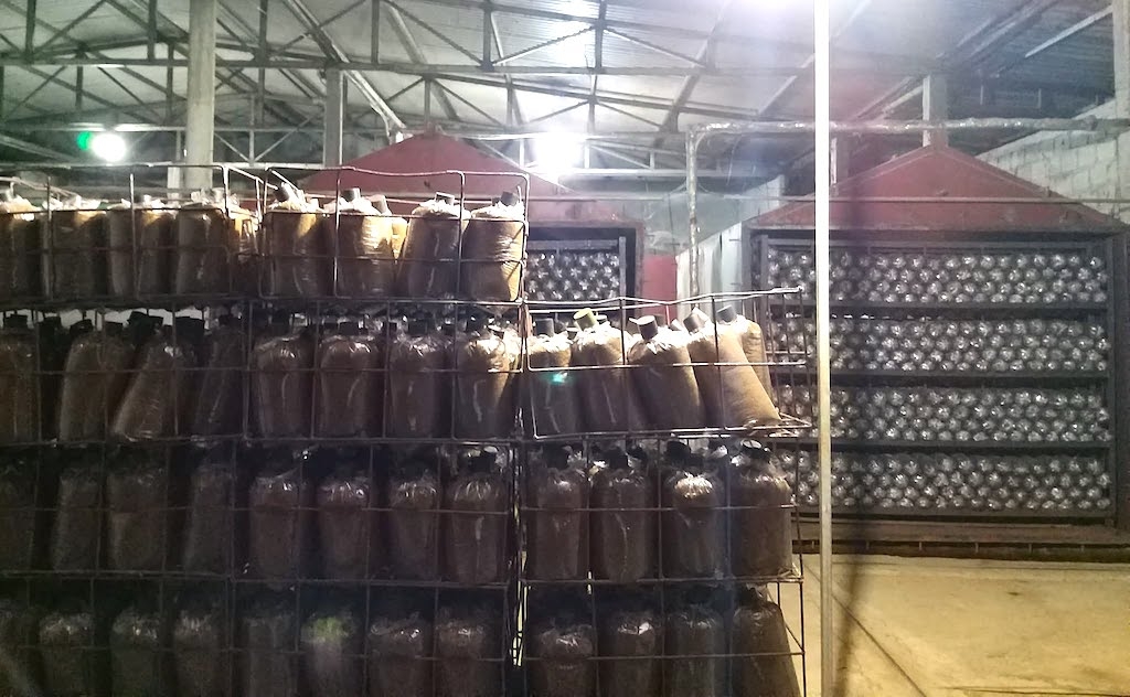 HTX Tuấn Linh ứng dụng khoa học công nghệ trong sản xuất nấm, tạo nền tảng hình thành tài sản trí tuệ và nâng cao giá trị sản phẩm.