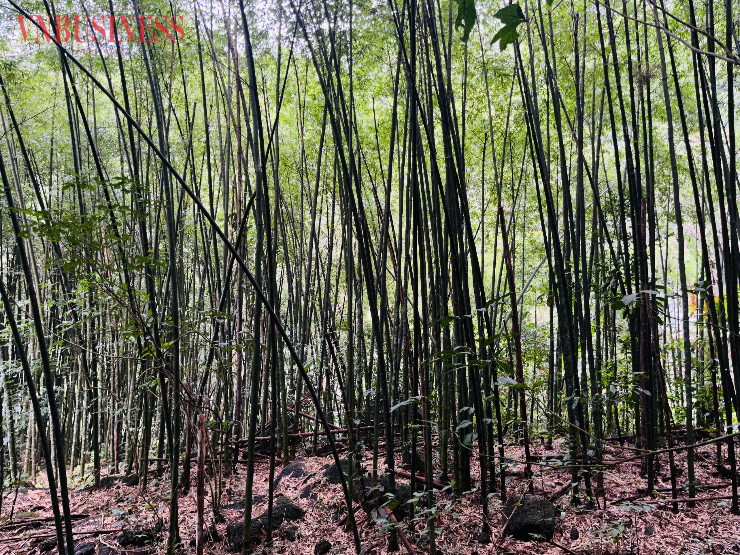 Từ ngày 15/7, mức chi trả carbon rừng được xác định theo chi phí tạo tín chỉ và giá các dự án tương đồng, thay vì phụ thuộc vào thương lượng giữa bên mua bán.
