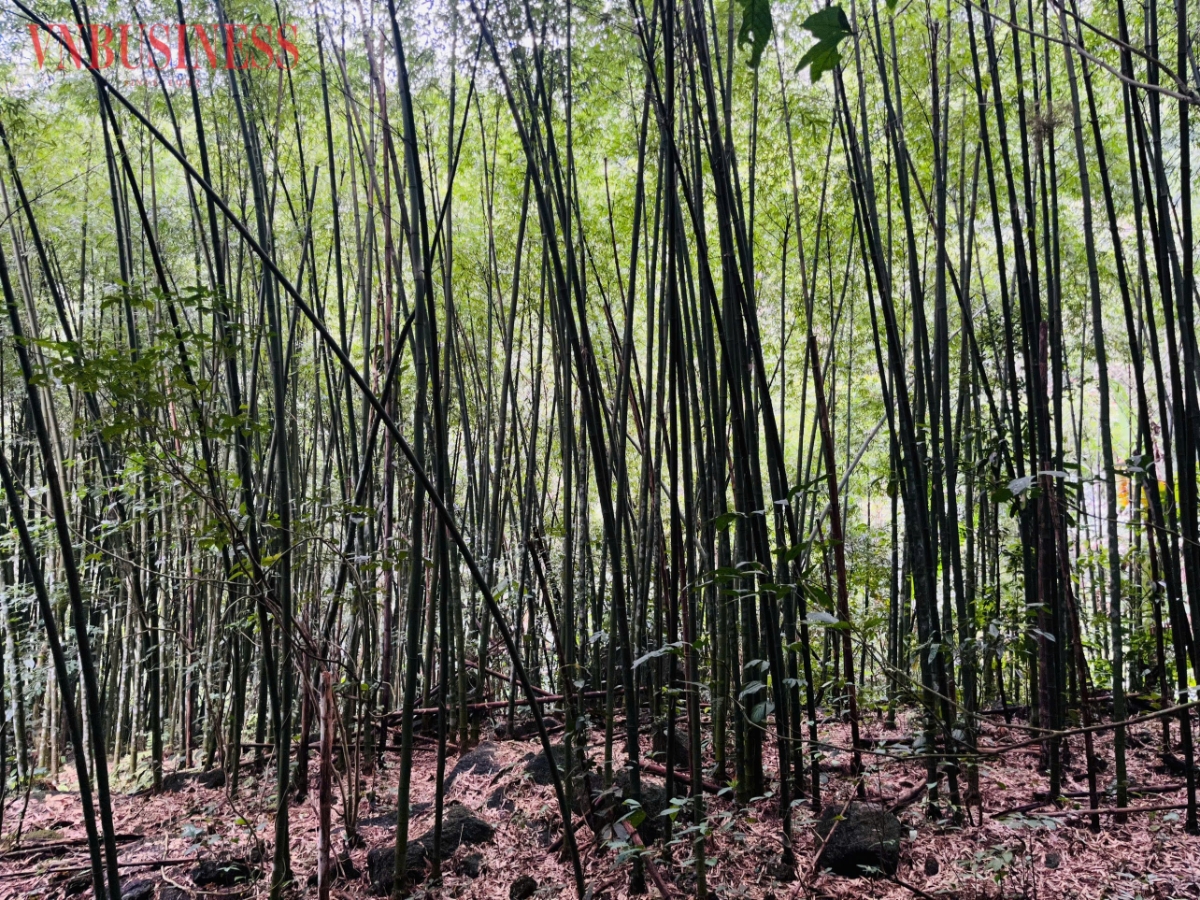 Từ ngày 15/7, mức chi trả carbon rừng được xác định theo chi phí tạo tín chỉ và giá các dự án tương đồng, thay vì phụ thuộc vào thương lượng giữa bên mua bán.