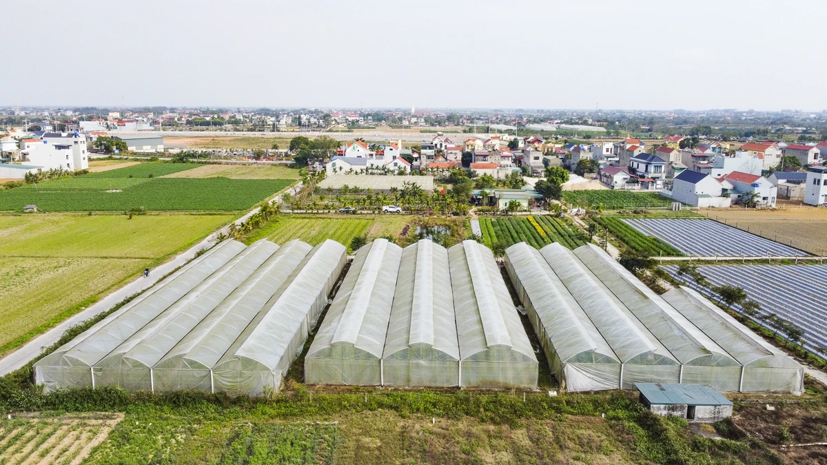 Dưa được trồng trong nhà lưới, các khâu chăm sóc, theo dõi sinh trưởng và phòng trừ sâu bệnh đều được thực hiện theo quy trình kỹ thuật nghiêm ngặt.