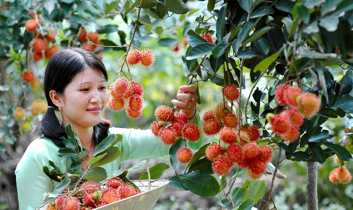 Từ bằng bảo hộ đến sức hút thương trường của trái chôm chôm