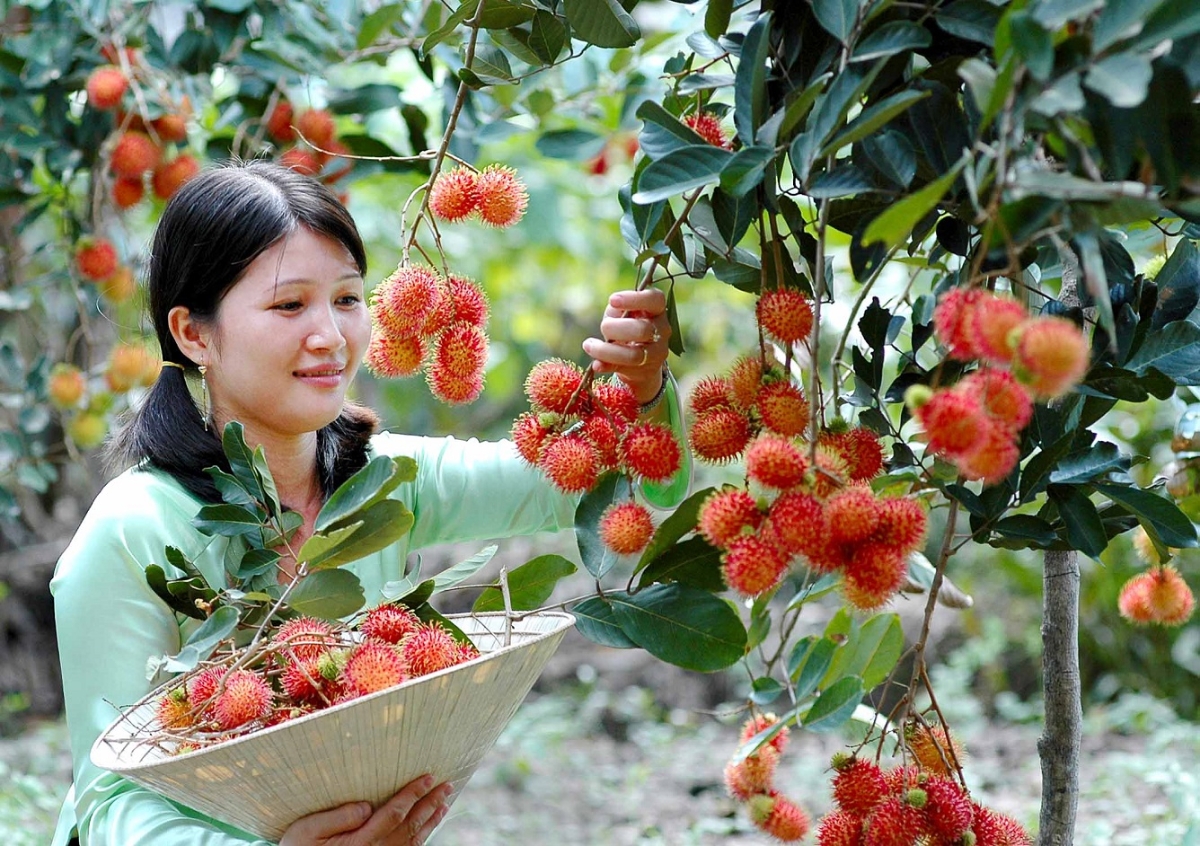 Giá trị của nông sản được nâng cao nhờ chú trọng đến sở hữu trí tuệ.