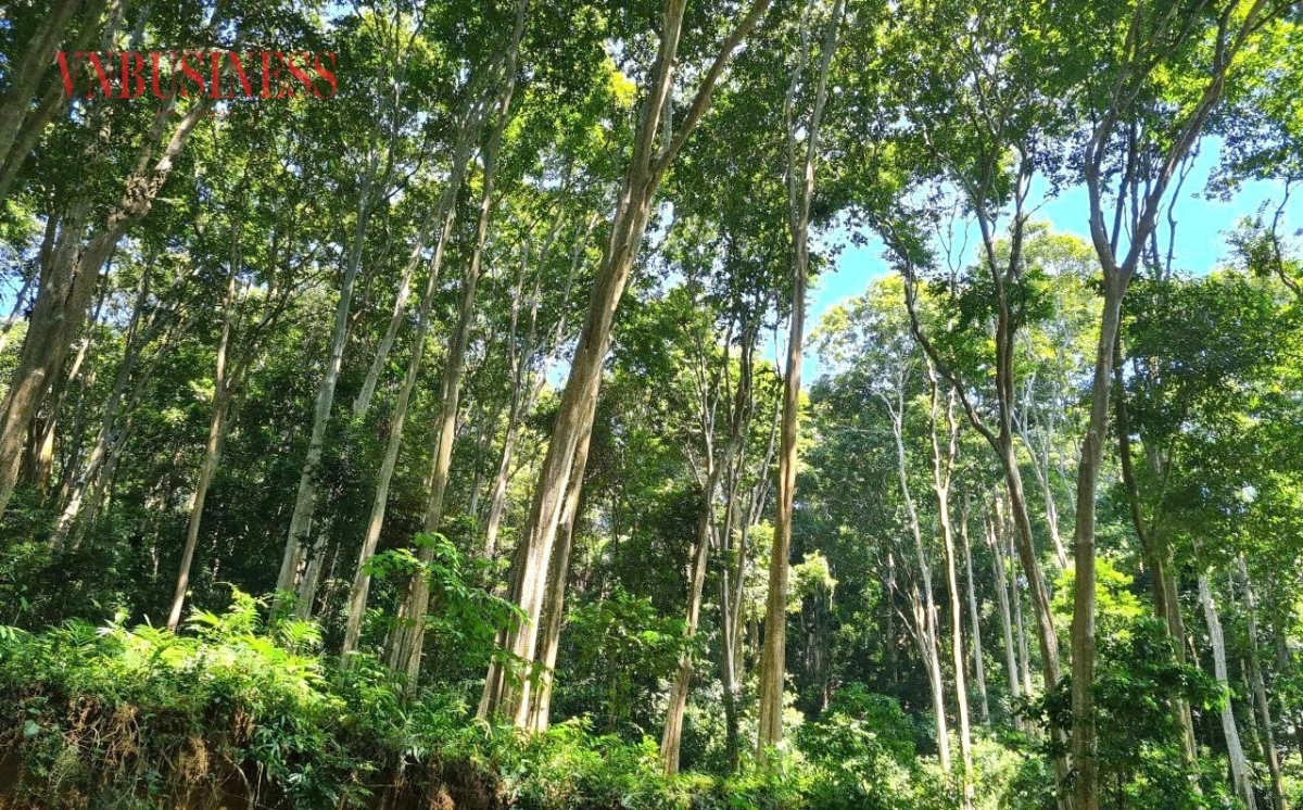 Để nâng cao chất lượng, ngành gỗ cần tiếp tục phát triển vùng nguyên liệu gỗ lớn, nâng tỷ lệ rừng được cấp chứng chỉ quản lý bền vững và tăng cường khả năng truy xuất nguồn gốc.