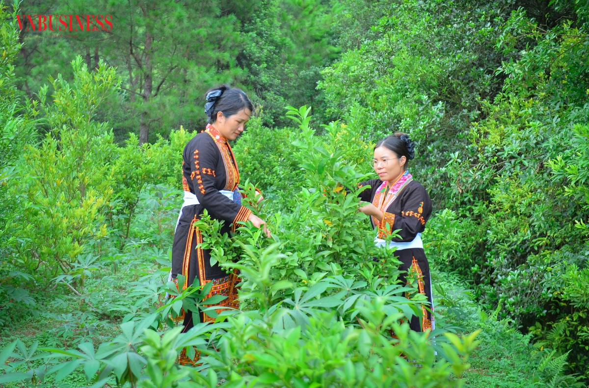 Nhờ điều kiện thổ nhưỡng và khí hậu đặc trưng của Mẫu Sơn, chanh rừng có hương thơm riêng, được nhiều khách hàng lựa chọn để ngâm mật ong, pha đồ uống hoặc làm gia vị.