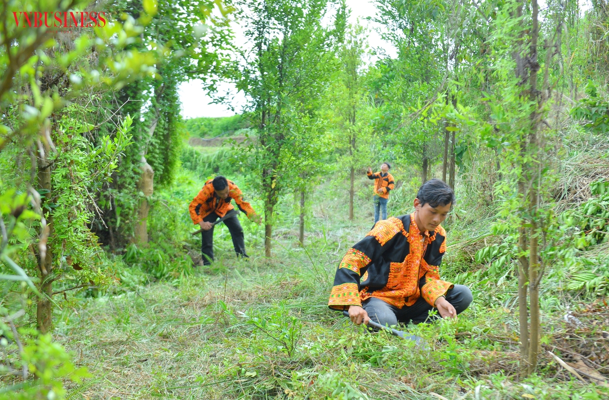 Các thành viên HTX chăm sóc vườn chanh rừng theo quy trình phù hợp với điều kiện khí hậu vùng núi Mẫu Sơn, bảo đảm cây sinh trưởng và cho năng suất ổn định qua từng vụ.