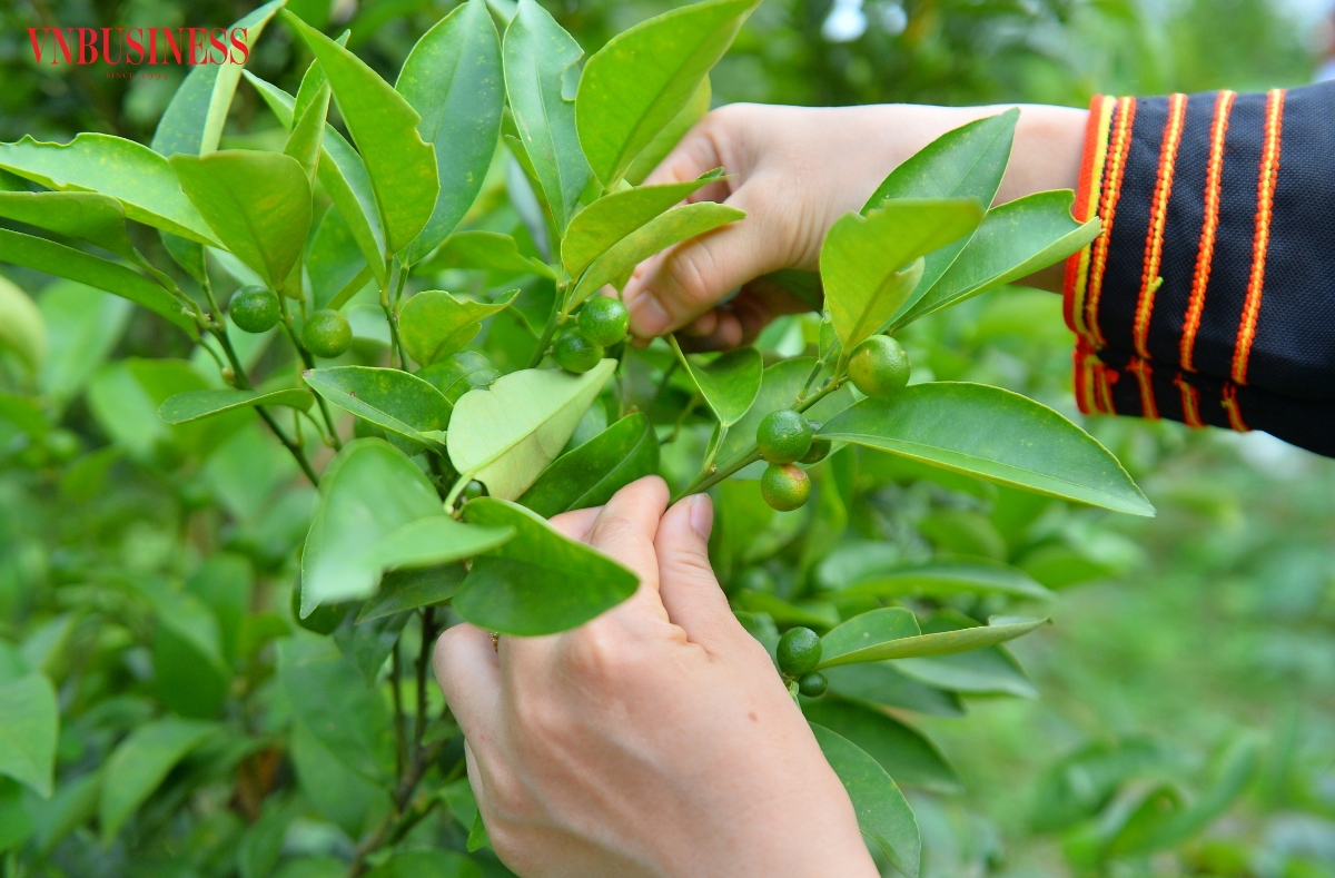Chanh rừng sau khi thu hái sẽ được phân loại ngay tại vườn trước khi đóng gói và vận chuyển đến người tiêu dùng. Giá bán tại vườn khoảng 100.000 đồng/kg.