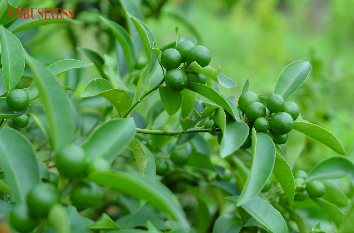 Giữa vùng núi Mẫu Sơn, những vườn chanh rừng không chỉ mang lại nguồn thu cho các thành viên HTX Nông trang sinh thái Mẫu Sơn mà còn mở ra cách làm mới trong tiêu thụ nông sản. Từ chăm sóc, thu hái đến livestream bán hàng, HTX đang từng bước đưa đặc sản địa phương đến gần hơn với người tiêu dùng.