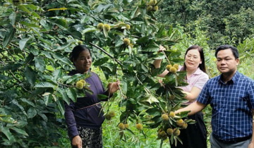 Từ hạt dẻ Trùng Khánh đến bài toán khẳng định giá trị nông sản