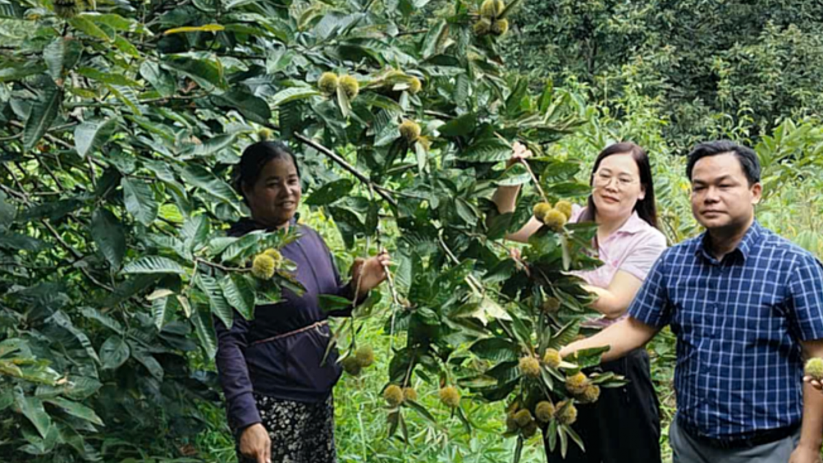 Cây dẻ có giá trị kinh tế cao nên nhiều HTX đã chú trọng nâng cao chất lượng.