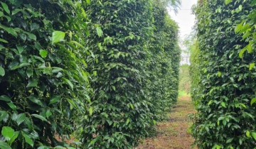 Hồ tiêu Đồng Nai tạo lợi thế mới bằng sở hữu trí tuệ