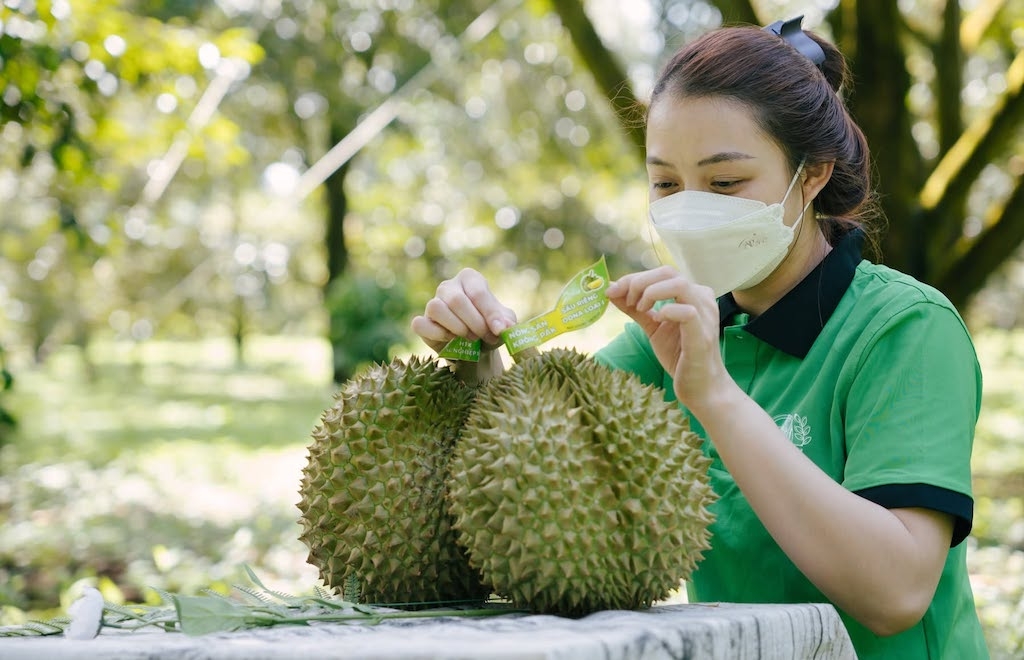 Xây dựng thương hiệu và bảo hộ sở hữu trí tuệ giúp các HTX ở Đắk Lắk nâng cao giá trị sầu riêng, tạo lợi thế trên thị trường.
