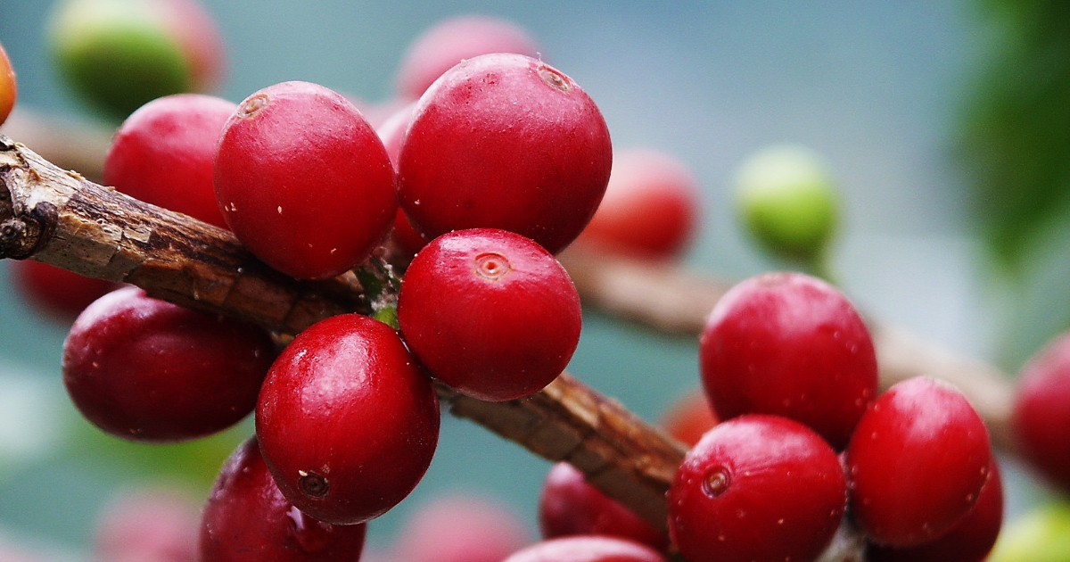 Giá cà phê Đắk Lắk tăng 200 đồng/kg - Thị trường cập nhật