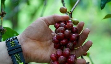 Giá cà phê bật tăng đồng loạt, lo ngại nguồn cung hỗ trợ thị trường