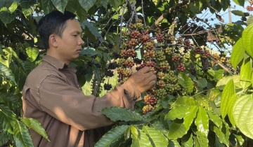 HTX nâng giá trị cà phê Lâm Đồng bằng bảo hộ tài sản trí tuệ