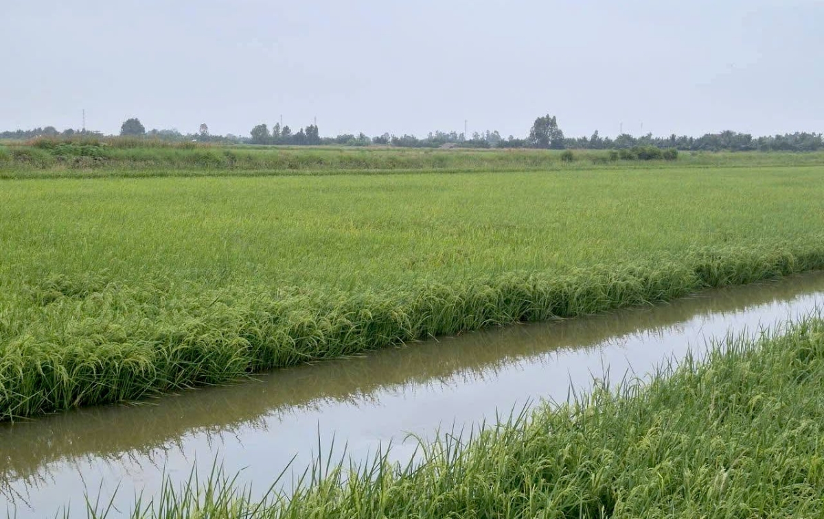 Vùng sản xuất lúa - tôm của HTX Ba Đình được chuẩn hóa, gắn truy xuất nguồn gốc, chuyển đổi số và phát triển tài sản trí tuệ.
