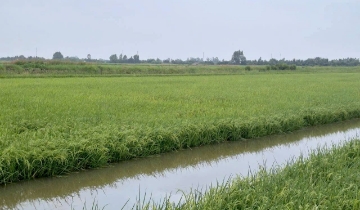 Nâng tầm giá trị lúa - tôm Cà Mau, HTX tạo tài sản trí tuệ