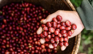 Tăng mạnh, giá cà phê tiến gần mốc 100.000 đồng/kg