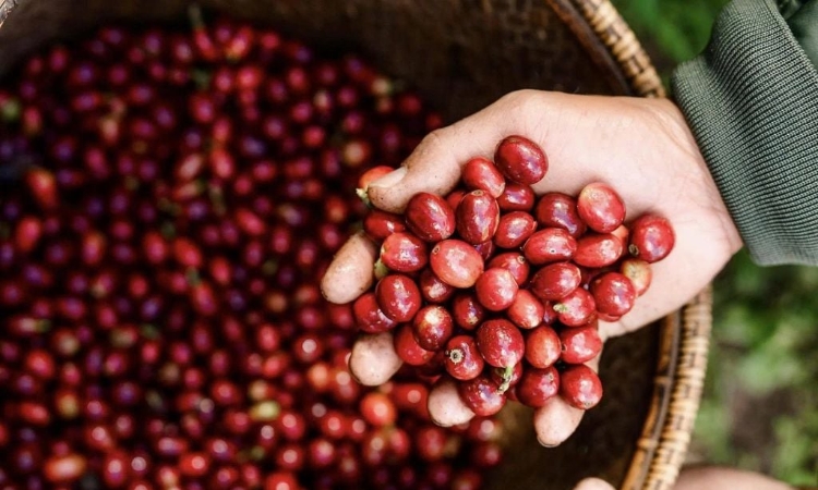 Tăng mạnh, giá cà phê tiến gần mốc 100.000 đồng/kg