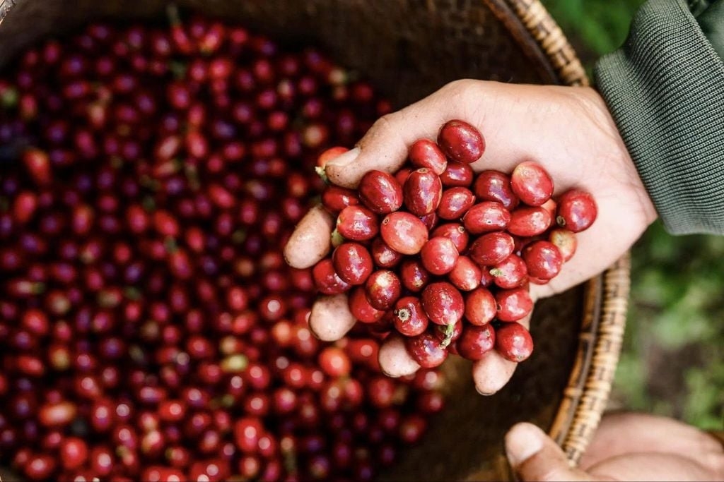 Giá cà phê tăng mạnh ở các vùng trồng.
