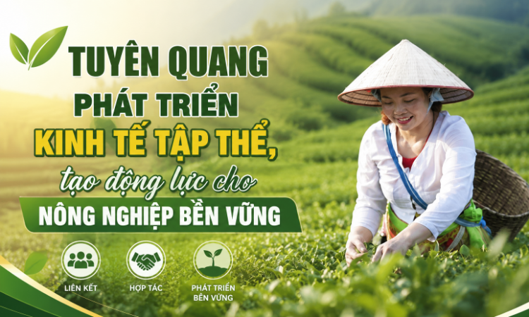 Tuyên Quang phát triển kinh tế tập thể, tạo động lực cho nông nghiệp bền vững